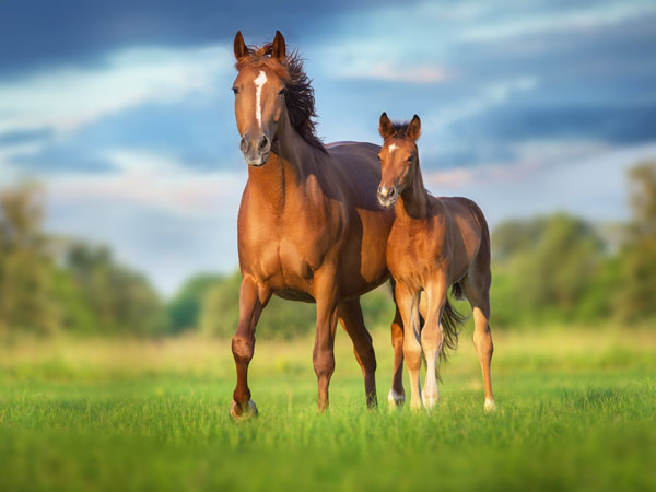 Narozanski North Real Estate Brokerage 14