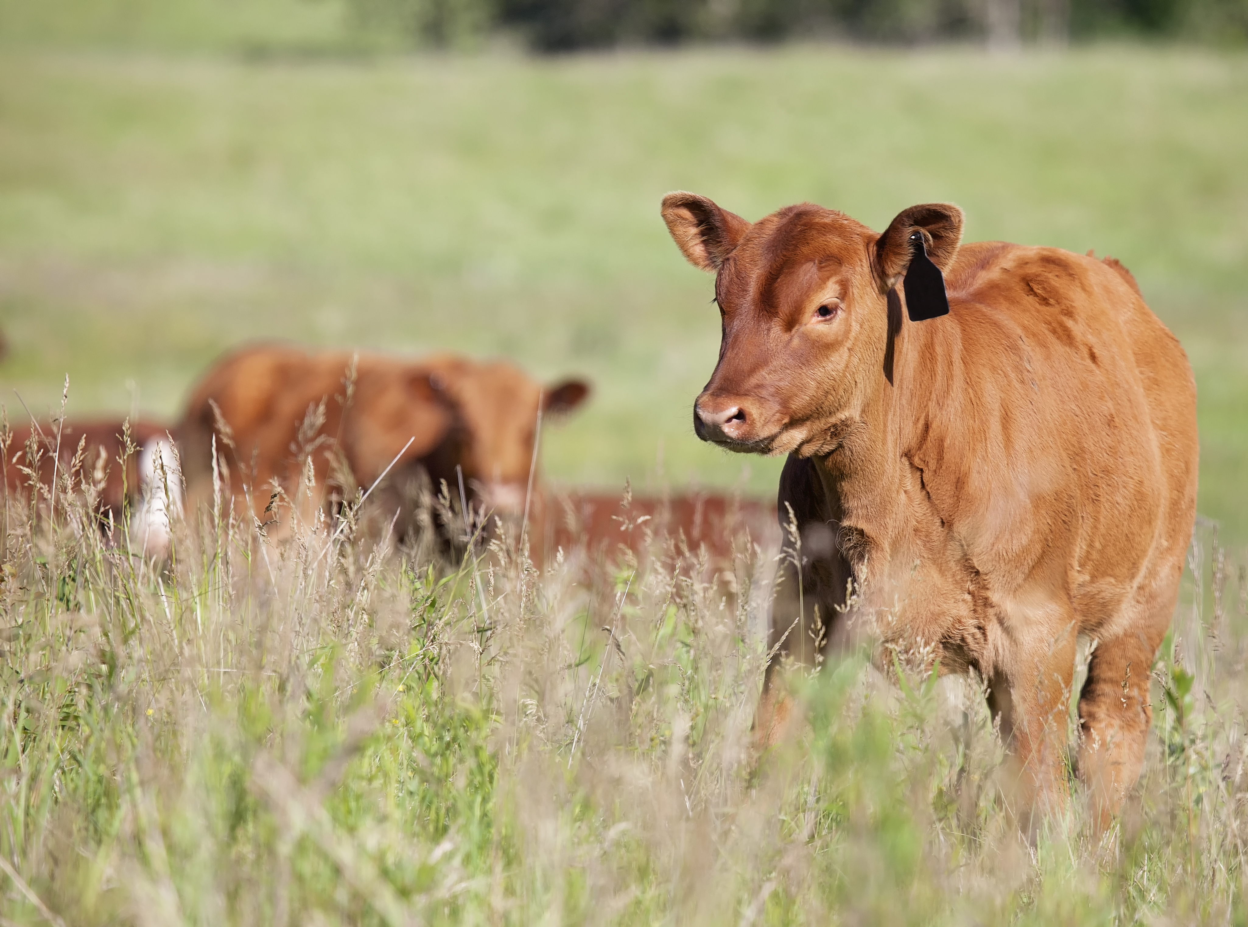 2855 Hwy 64, Noelville, Ontario  P0M 2N - Photo 20 - RP7882386028