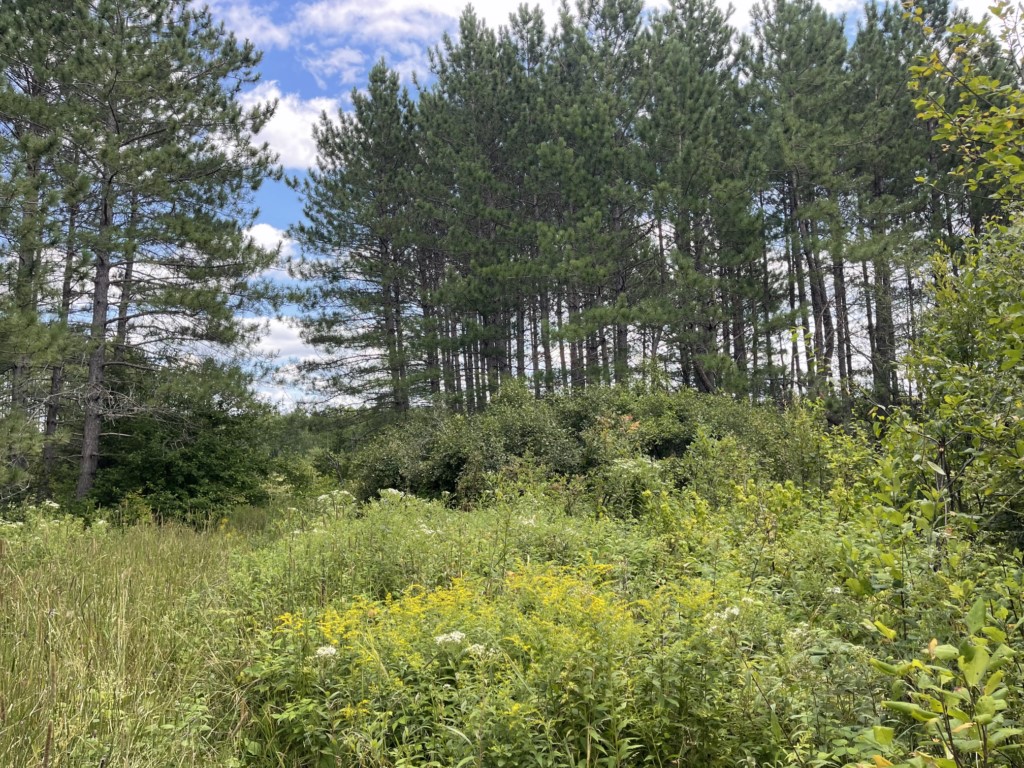 Great Opportunity, Hold, Build Or Invest, Ontario  P0M 2W0 - Photo 6 - CL8457524497