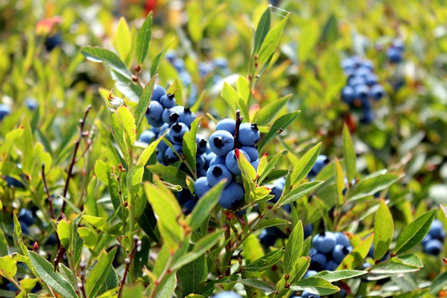 Let Us Take You, To Blueberry Land!, Ontario    - Photo 3 - RP4047898525