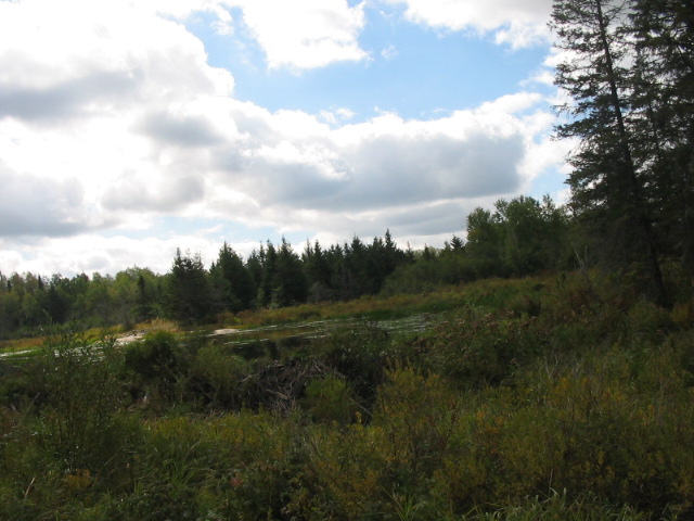 A Marriage Of Acreage, With Privacy!, Ontario    - Photo 4 - RP5310506193